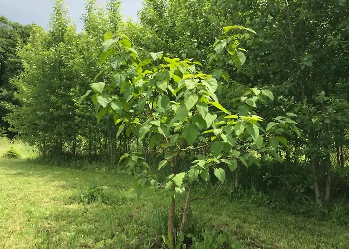 Karhule Appartement *